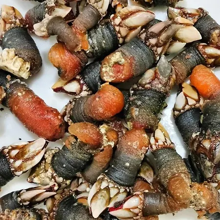 Vendaval * موتشيا